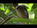 綠翅短腳鵯 mountain bulbul