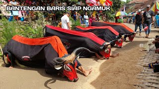 Bantengan ketip Rojo Maheso syuro ft Turonggo Seno live ngampungan