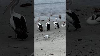 Australian Pelicans + Silver Gulls (seagulls) #birds