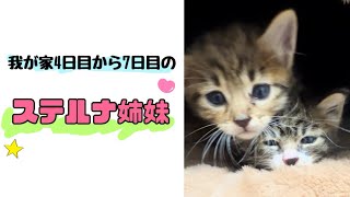 【子猫】我が家4日目〜7日目のステルナ姉妹😽最後にサンタくんも登場します😌#子猫#捨て猫#サンタくん