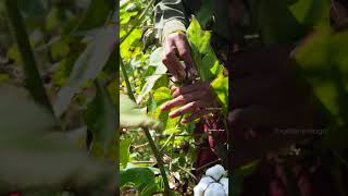 పత్తి చేను  #cotton  #cottonfields #farming #farmer #crop #agriculture #thadijerryvillage