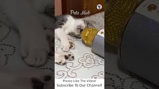 Funny Animals Videos 2022 - Funny Animals TV #1444 #shorts