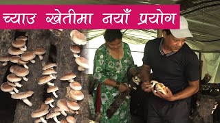 कुःकाठ हैन, सुन फल्ने काठ || सिताके च्याउ खेती || Shiitake Mushroom Farm in Nepal ||