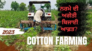 ਨਰਮੇ ਦੀ ਜਿਆਦਾ ਅਗੇਤੀ ਬਿਜਾਈ ਤੋ ਬਚੋ Cotton early sowing precautions