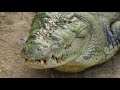 matt wright feeds a huge one tonne croc called tripod matt wright