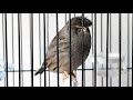 Best Canary Singing - Your canary will sing in 60 minutes