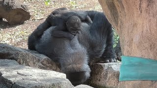 【未公開編】　やっぱりママが好きなスモモちゃん【Sumomo】【上野動物園】💓ゴリラ