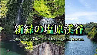 新緑の季節到来✨回顧の滝(Mikaeri Falls)連珠の滝(Renju Falls)仙髷の滝(Senzen Falls)【栃木県那須塩原―Nasushiobara City, Tochigi.】