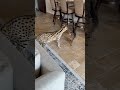 Serval cat afraid of Savannah cat or what?