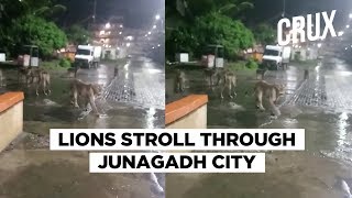 Viral Video Shows Pride Of Lions Strolling On Junagadh Street