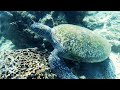 snorkeling di mabul island memang berbaloi sabahvlog eps 2