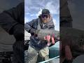 Fatty Kenai River rainbow #fishing #flyfishing #rainbowtroutfishing