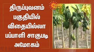 திருப்புவனம் பகுதியில் விதையில்லா பப்பாளி சாகுபடி அமோகம்  | Seedless papaya cultivation