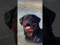 outstanding rottweiler subscribe share drk