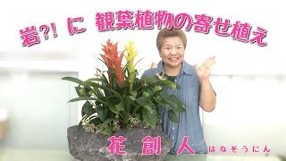 岩？に【観葉植物の寄せ植え】花創人はなそうにん岐阜愛知寄せ植えハンギングバスケット教室