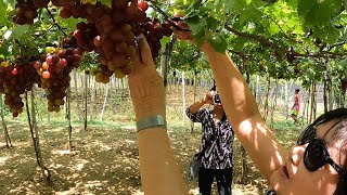 Fun in Grapes Picking | La Union