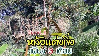 EP_022 บ้านสวนพิรดา - อัพเดตหลังแต่งกิ่งทุเรียน 3 เดือน