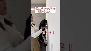 壁に手をつく子は頭がいいらしい🐕 #shorts #youtubeshorts