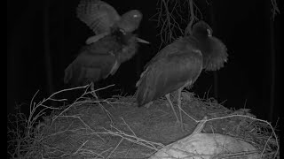 Karula NP- Ural owl attacks Karl 27.04.23/ Must-toonekurg:Ciconia nigra