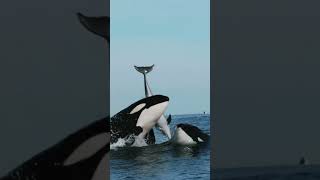 Two Orcas, the killer whale Play with Dolphin 🐬😍 #2024 #orca #whale #viral #shorts #ytshort #animals