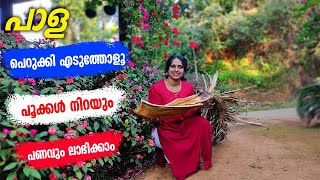 പാള മതി ഇങ്ങനെ ചെയ്താൽ ഇനി ചെടി 100% പൂക്കൾ തരും |