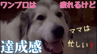 【女子プロ】ワンワンプロレスはまだまだ負けないわよ【Great Pyrenees】