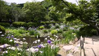 東行庵の花菖蒲