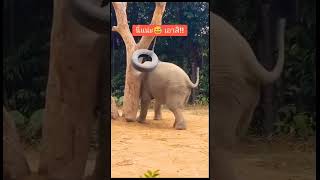 #ช้างน้อย #ช้างน่ารัก #ขอบคุณที่ติดตาม #มองนานๆ #elephant #ช้างน่ารัก #funny🌴🌲🥰❤️😍