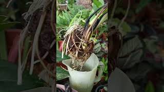 Caladium \u0026 Alocasia water therapy|updat after 2 weeks result #gardening