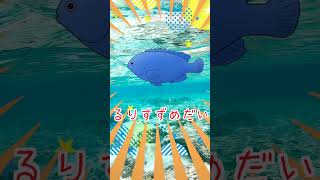 【子供向け 水族館】おさかなの名前を覚えよう！いないいないばぁ！幼児や赤ちゃんが喜ぶ知育アニメ