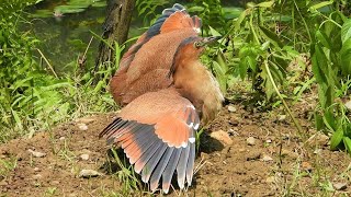 20200909 曬翅中的黑冠麻鷺們／Drying Wings【大安森林公園黑冠麻鷺Malayan Night Heron】