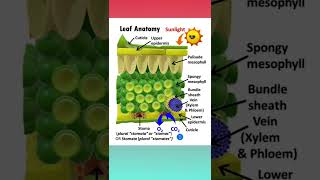 Leaf Anatomy : 3D Structure | Anatomy of Flowering Plants Class 11 NCERT #shorts #neet