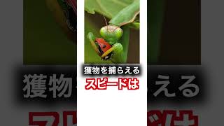 カマキリの雑学がおもしろすぎるwwwwwwwww#shorts