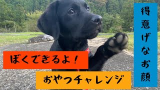 【黒ラブ】ぼくできるよ！得意げなお顔なぼく！オヤツチャレンジ！田んぼからなぜかおうちを見つめる！からの猛ダッシュ！