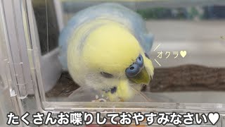 #136 オクラとちくわが混ざってしまいちくわ語炸裂しました🐥❤️ セキセイインコ 男の子 2歳