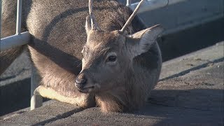 【HTBニュース】シカが柵にはまり…苫小牧市の国道一時通行止め