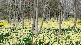 Hiking at Parsons Reserve Trail and Exploring the Beautiful Daffodil Fields!  DNRT, Dartmouth, MA