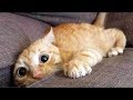 Top 200 Funny Animals Vines || FunnyVines