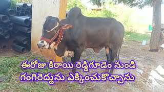 ఈరోజు కిరాయి రెడ్డిగూడెం నుండి గంగిరెద్దును ఎక్కించుకొచ్చాను