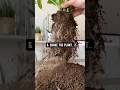 How to Revive a Plant + Soil | creative explained