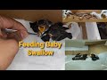 How to feed baby Swallow Birds (Super Worm)