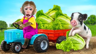 Bibo Monkey Drive Truck to Harvest Giant Watermelon On The Farm With Puppies | KUDO ANIMAL BIBO