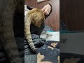 パーカーにゃんこ爆誕🐱我が家の冬のマスト ねこ ネコ 猫 cat animal funny ねこのいる生活 animals pet pets 保護猫