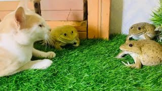 SCREAMING BULLFROG, cut frogs vs cute 🥰 cat frog sounds-noise