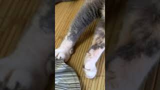 梳毛爽到貓爪開花#cat #catvideos #cats #catlover #catsofinstagram #catsvideo