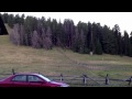 coyote wake up call