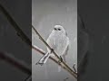 知ってる？シマエナガの鳴き声❄️do you know chirping of long tailed tit？ animal lovely nature shorts シマエナガ