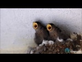 dusky crag martins baby birds in nest nature web