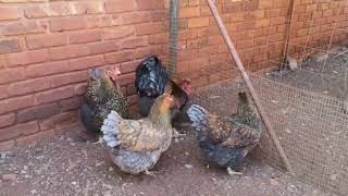 Wyandotte Blue Laced Gold breeding stock