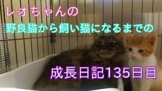 レオちゃんの野良猫から飼い猫になるまでの成長日記135日目